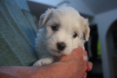 ares 5 uger ares 5 uger