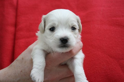 atlas 3 uger atlas 3 uger