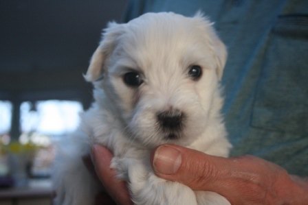 aslan 5 uger aslan 5 uger