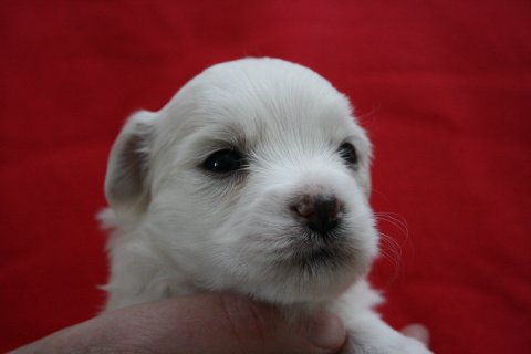 aslan 3 uger aslan 3 uger