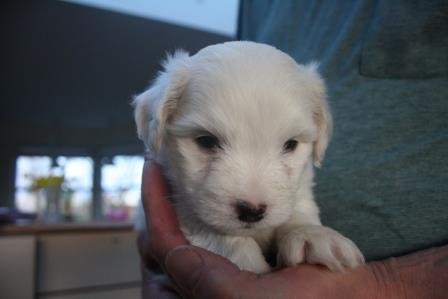 amigo 5 uger amigo 5 uger