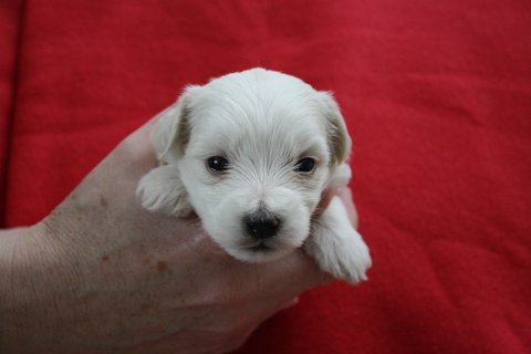 athene 3 uger athene 3 uger