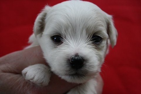 ares 3 uger ares 3 uger