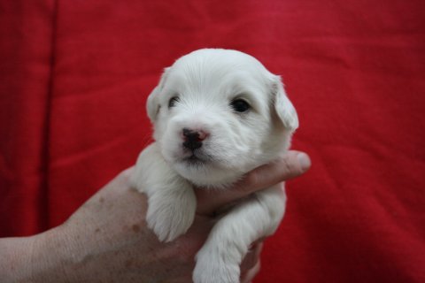 amigo 3 uger amigo 3 uger