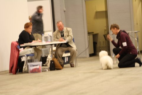 Mille - Herning 2012 Mille - Herning 2012