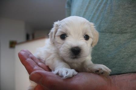 atlas 5 uger atlas 5 uger