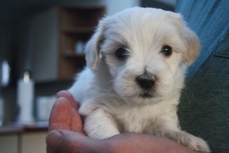 athene 5 uger athene 5 uger